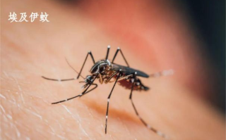 家里如何防蚊子，室內防蚊子的最好辦法，3大維度教你科學滅蚊！